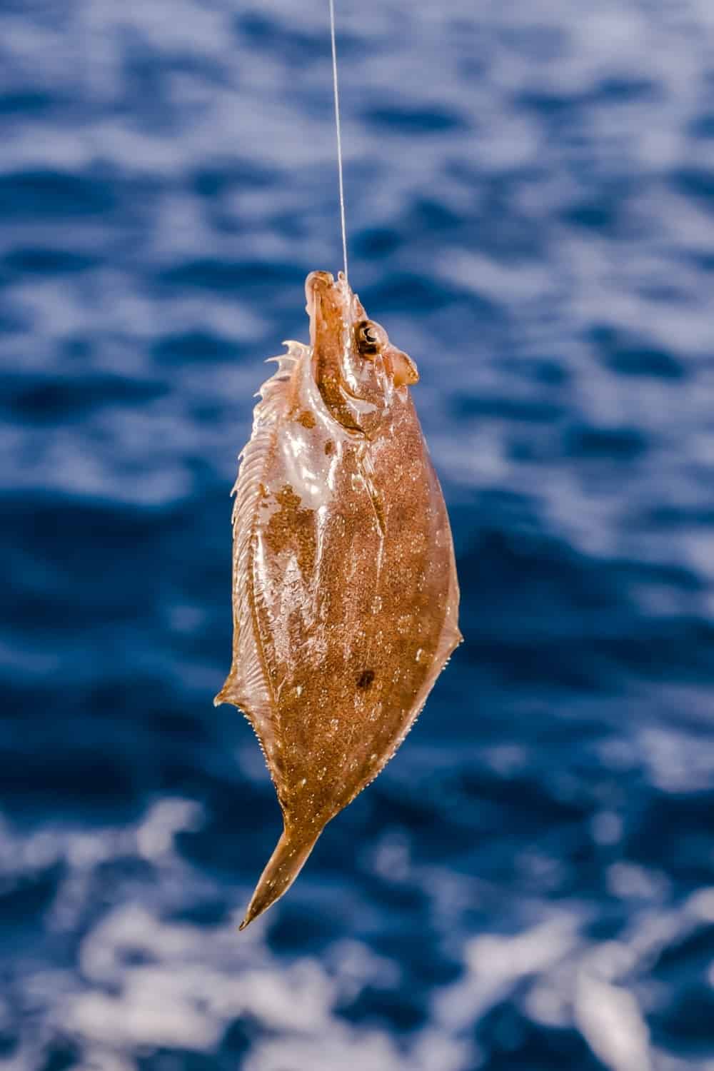 Sole entière et fraîche près de l'océan