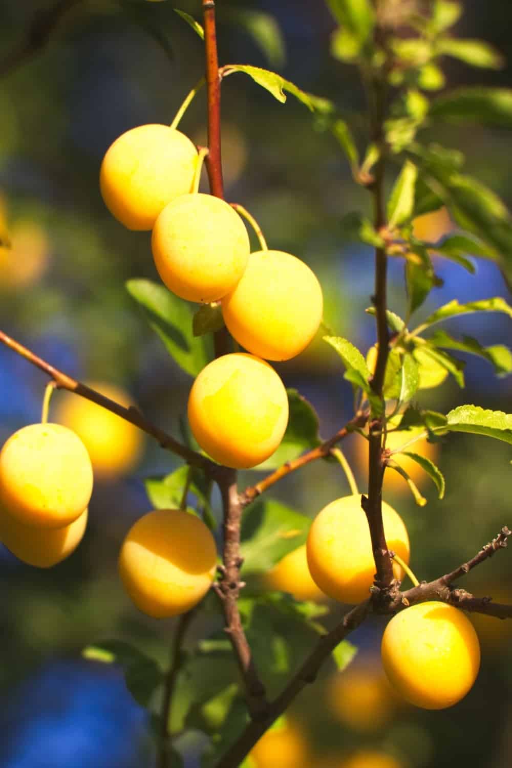 Yellow mirabelle plums