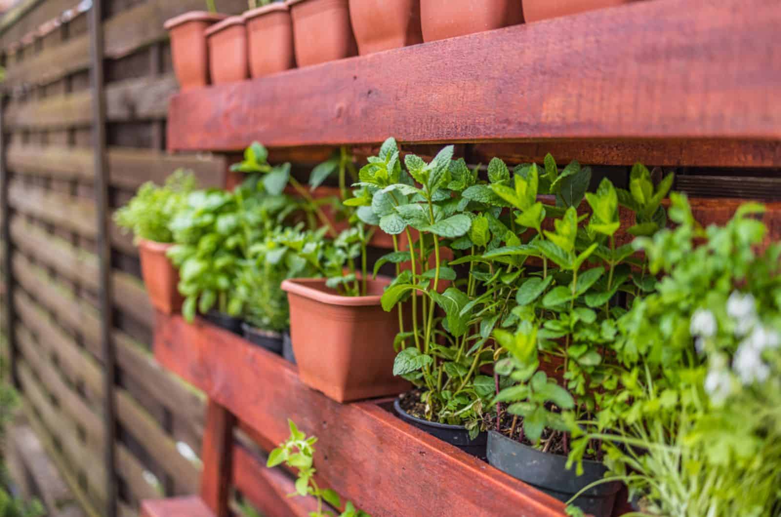 caja con una variedad de hierbas culinarias frescas en macetas verdes