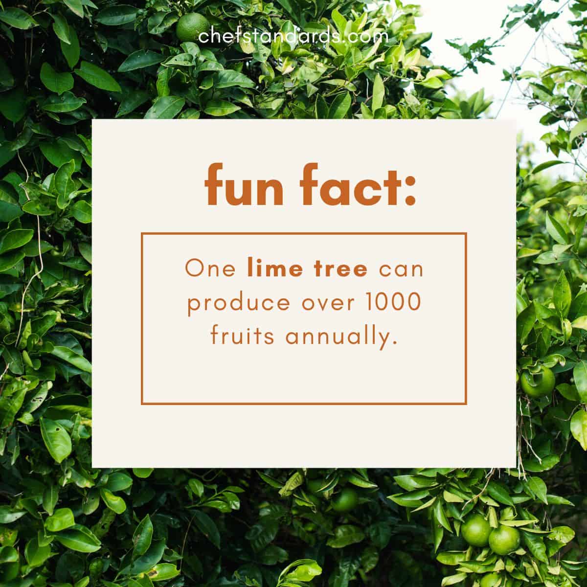 fun fact