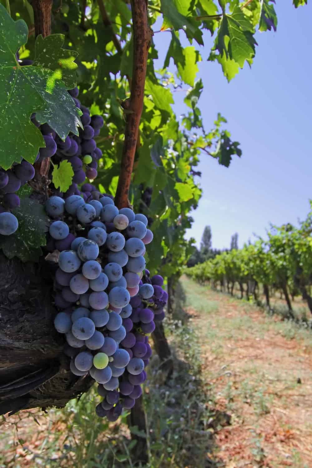 uvas en un viñedo turco