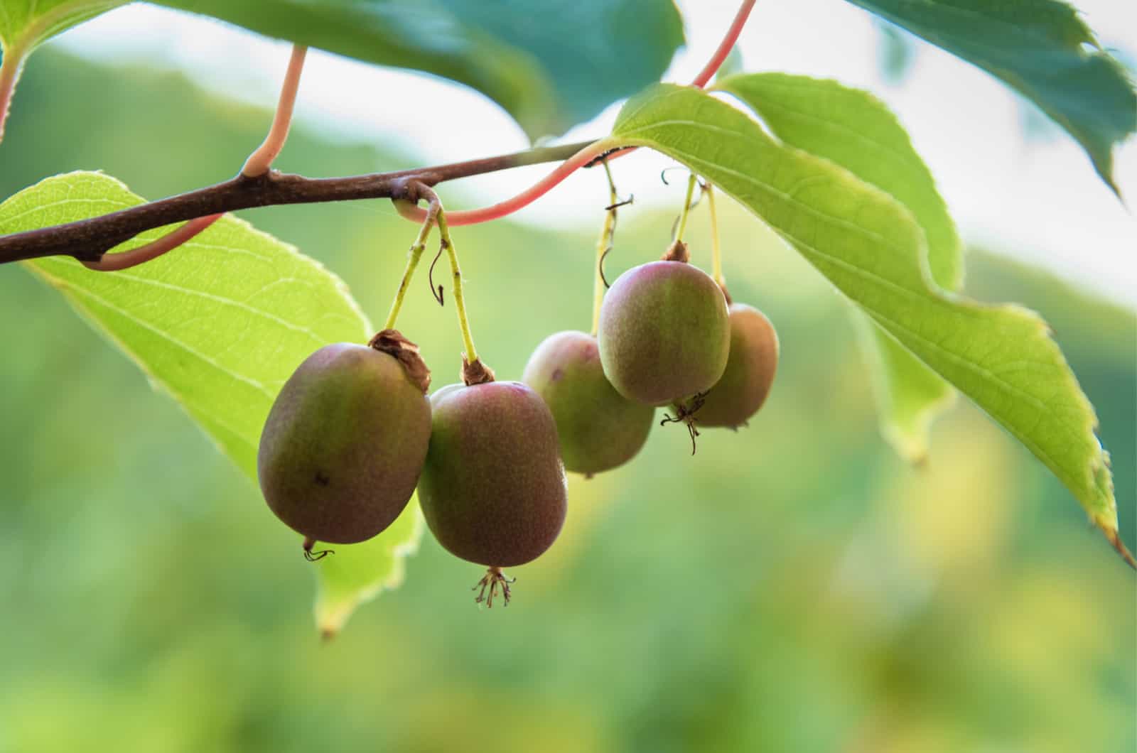 kiwi resistente