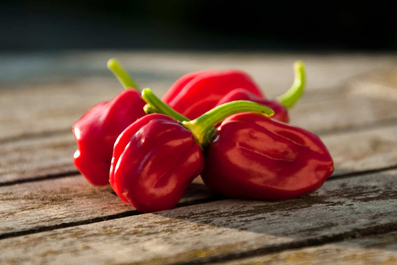 harvested habanero peppers