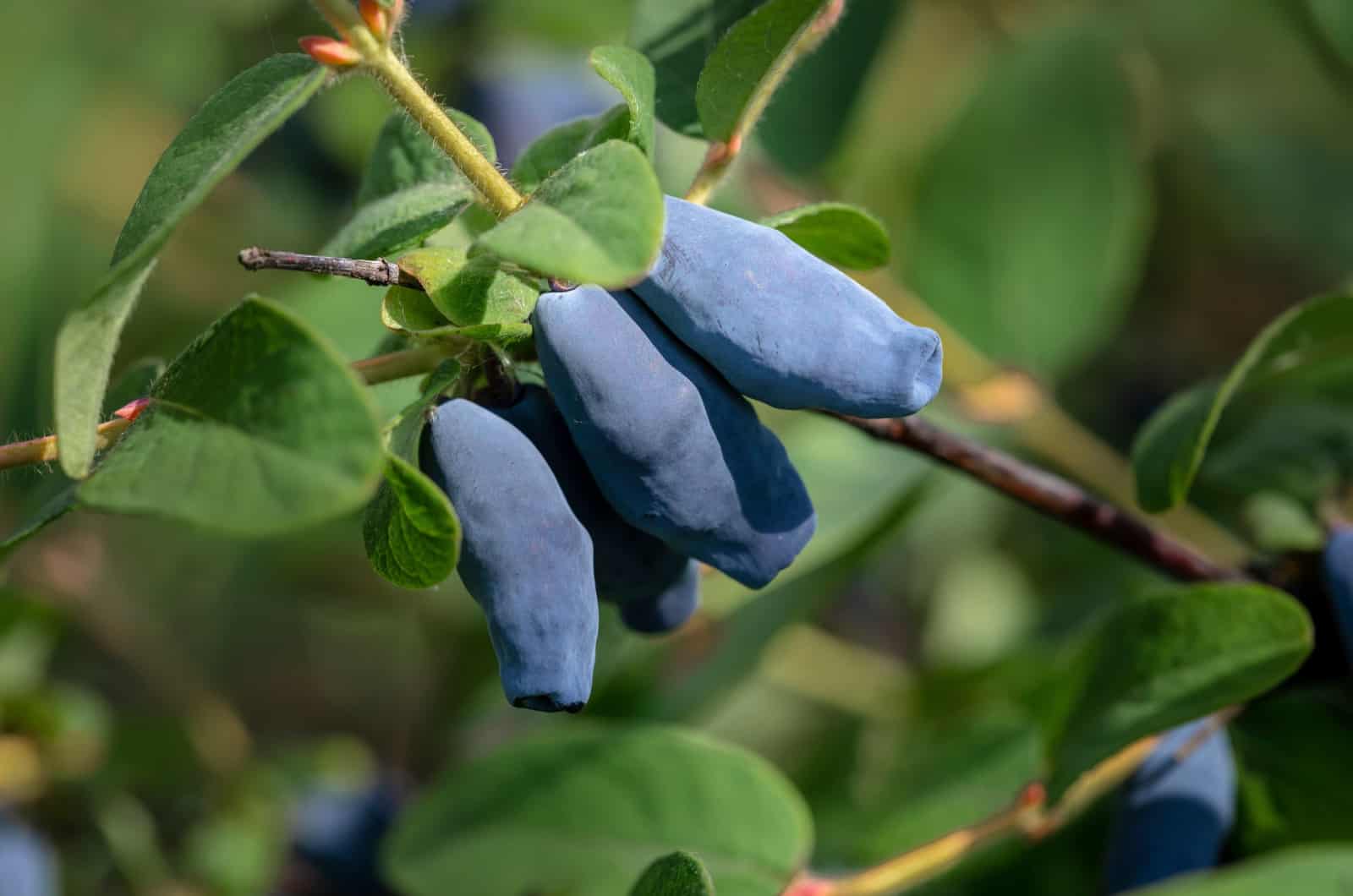 fruit du chèvrefeuille