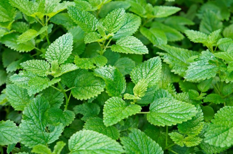 Lemon Balm Vs Mint You Must Know The Differences!