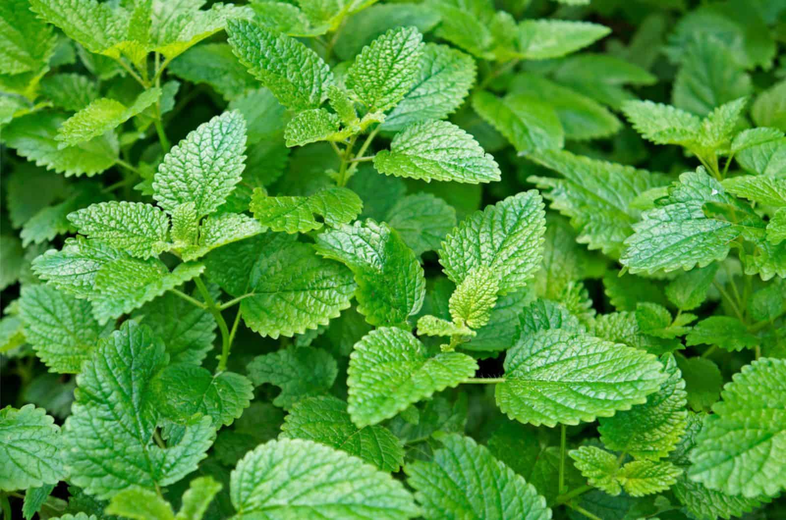 bálsamo de limón planta al aire libre