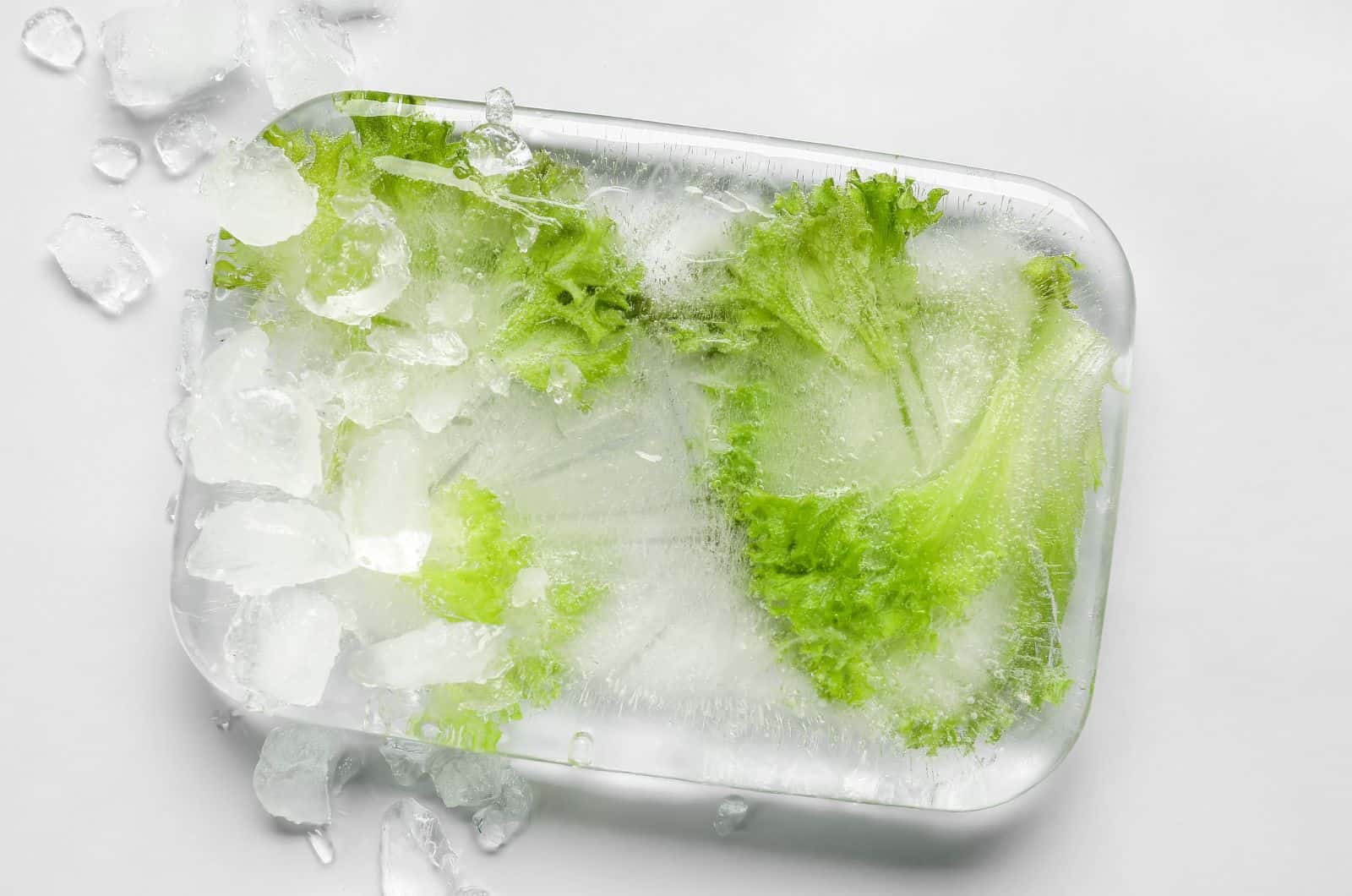 lettuce in ice