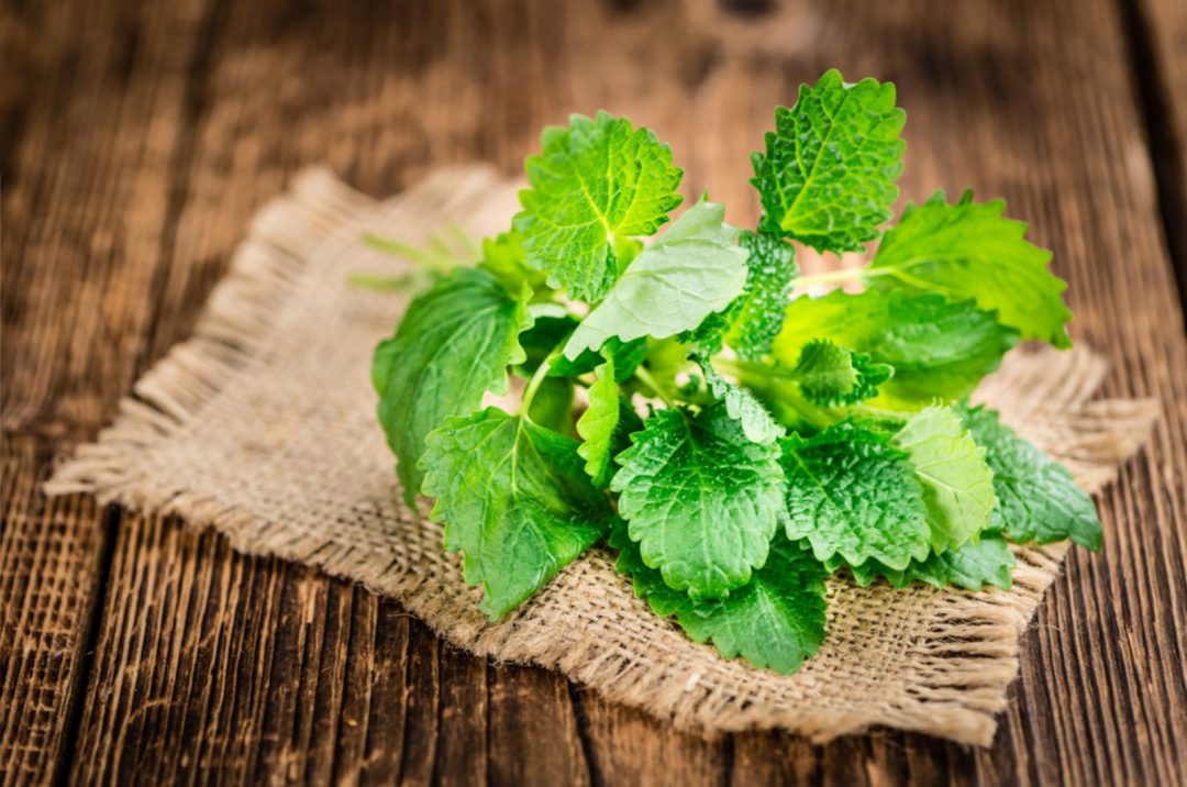 Lemon Balm Vs Mint You Must Know The Differences!