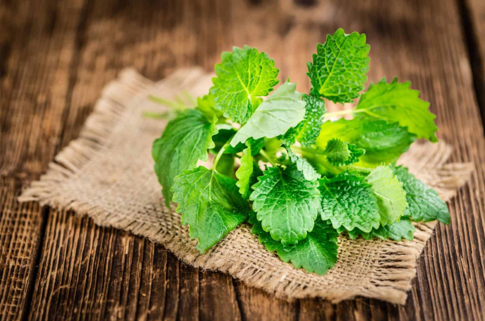 pianta di balsamo alla menta con panno sul tavolo