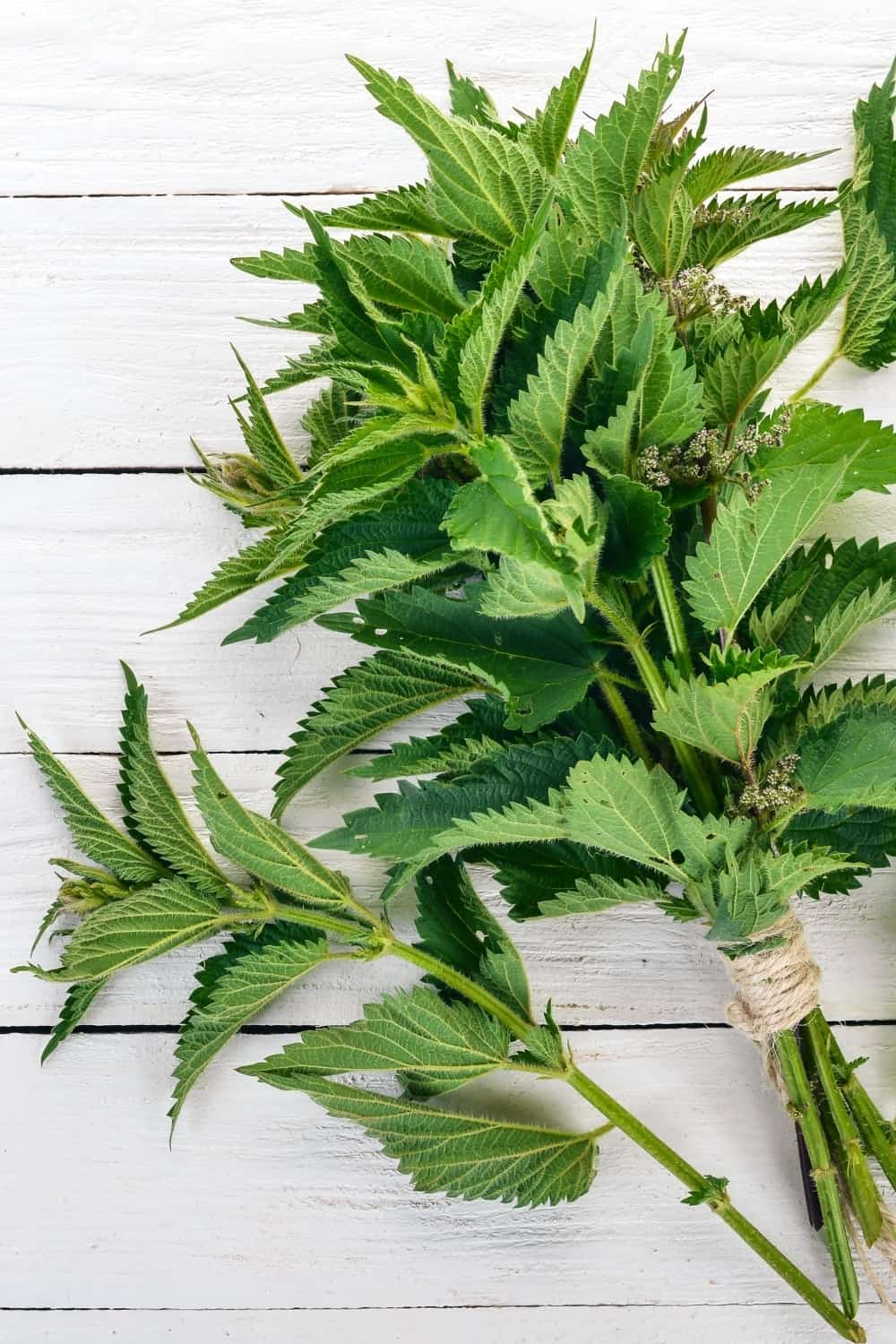 nettle on a wooden background