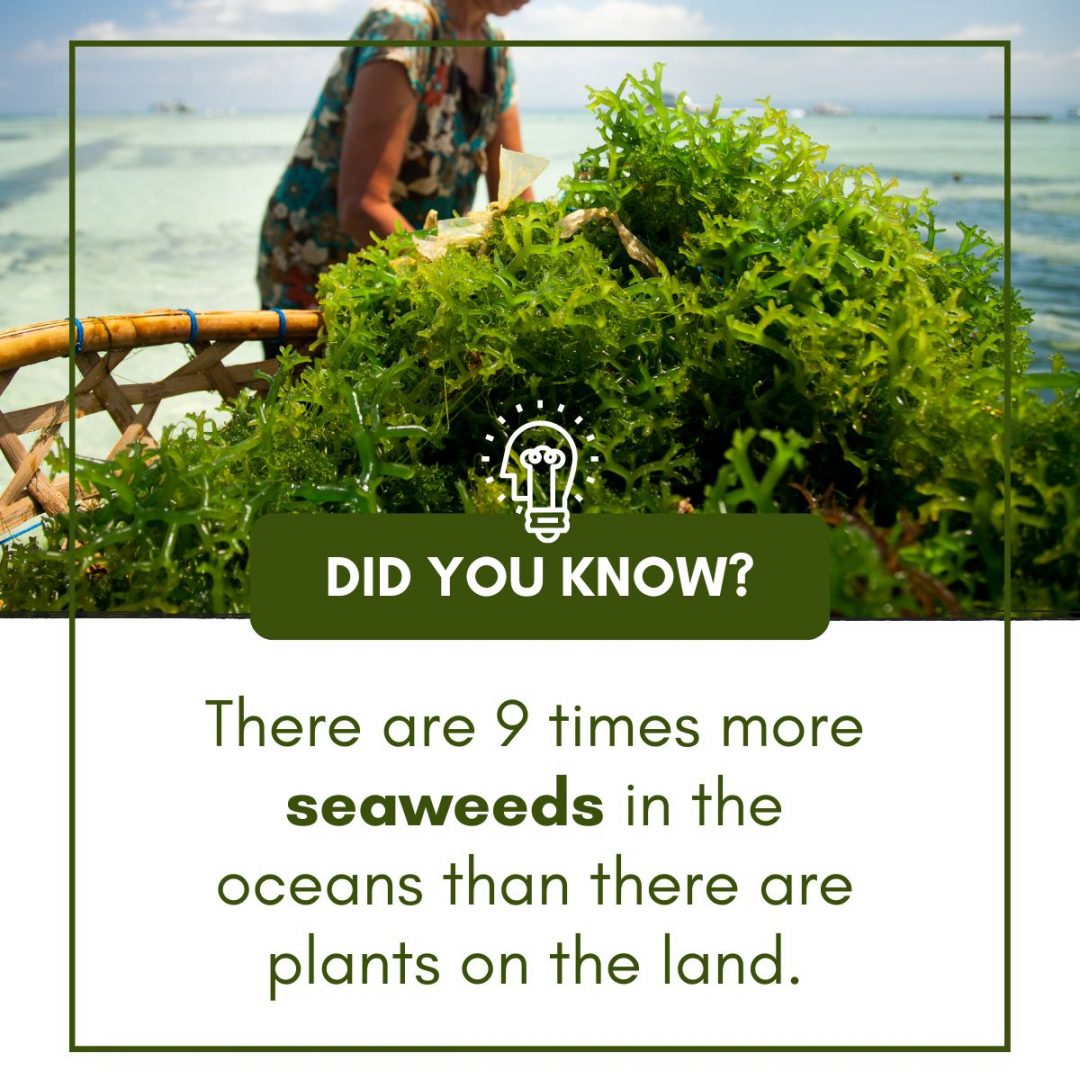 What Does Seaweed Taste Like And How Is It Used In Cooking?