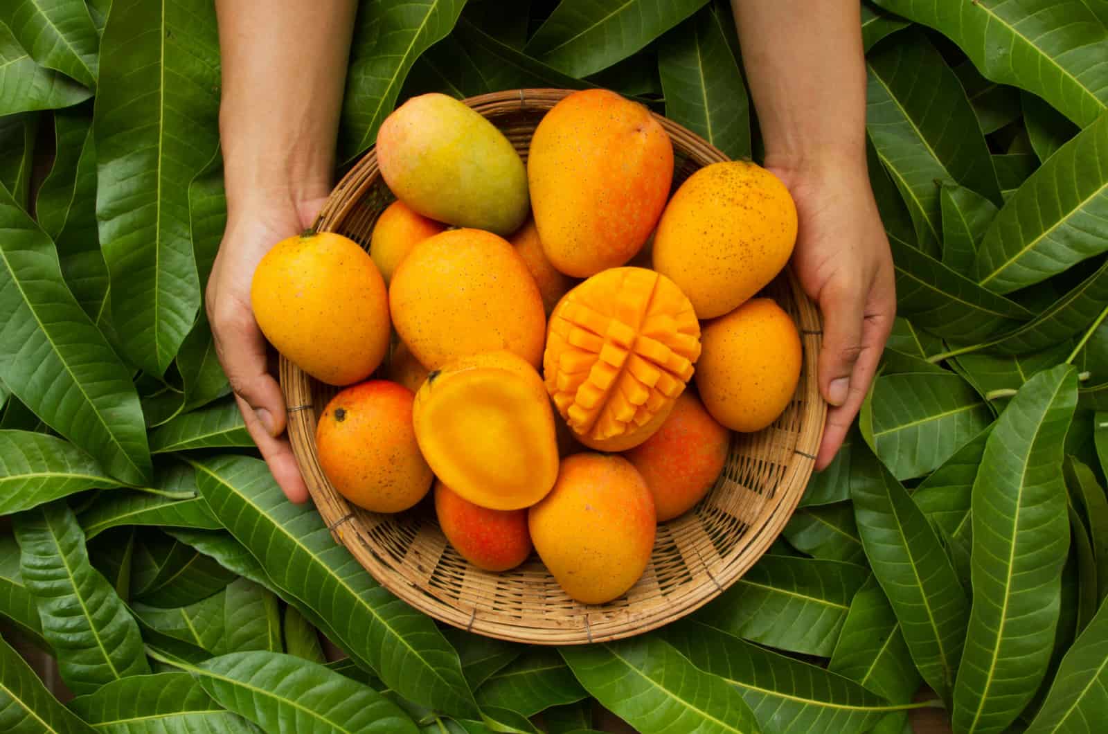 farmer holding mango fruit