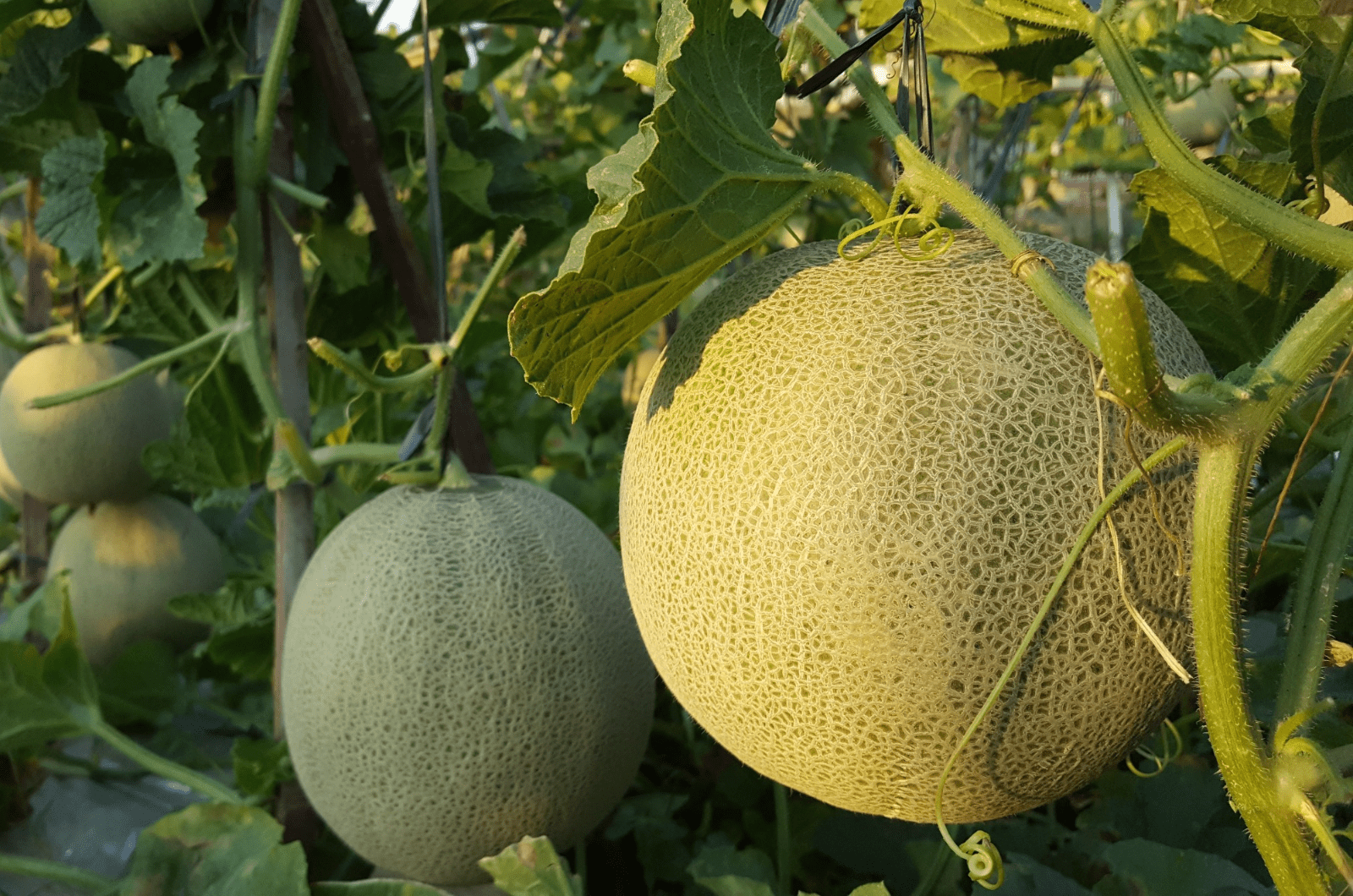 Cucumis melo