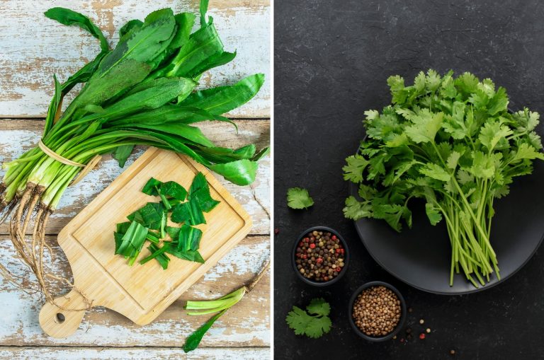 Culantro and Cilantro