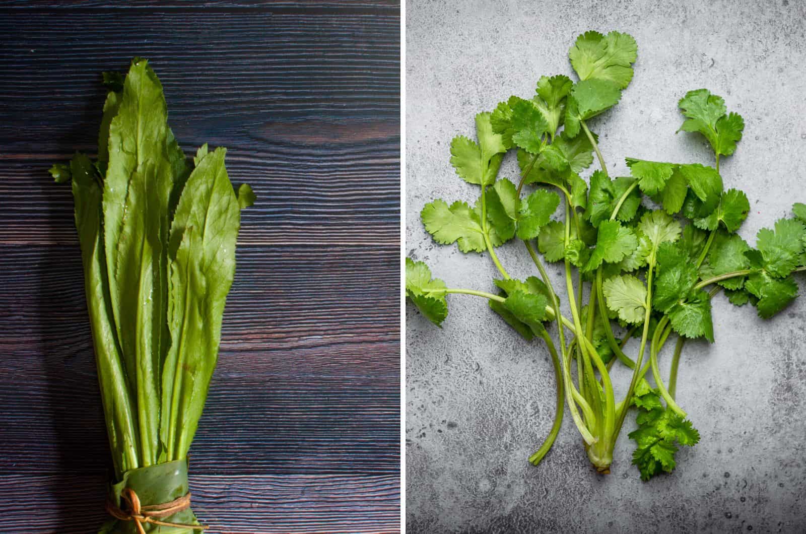 Culantro e coentros lado a lado