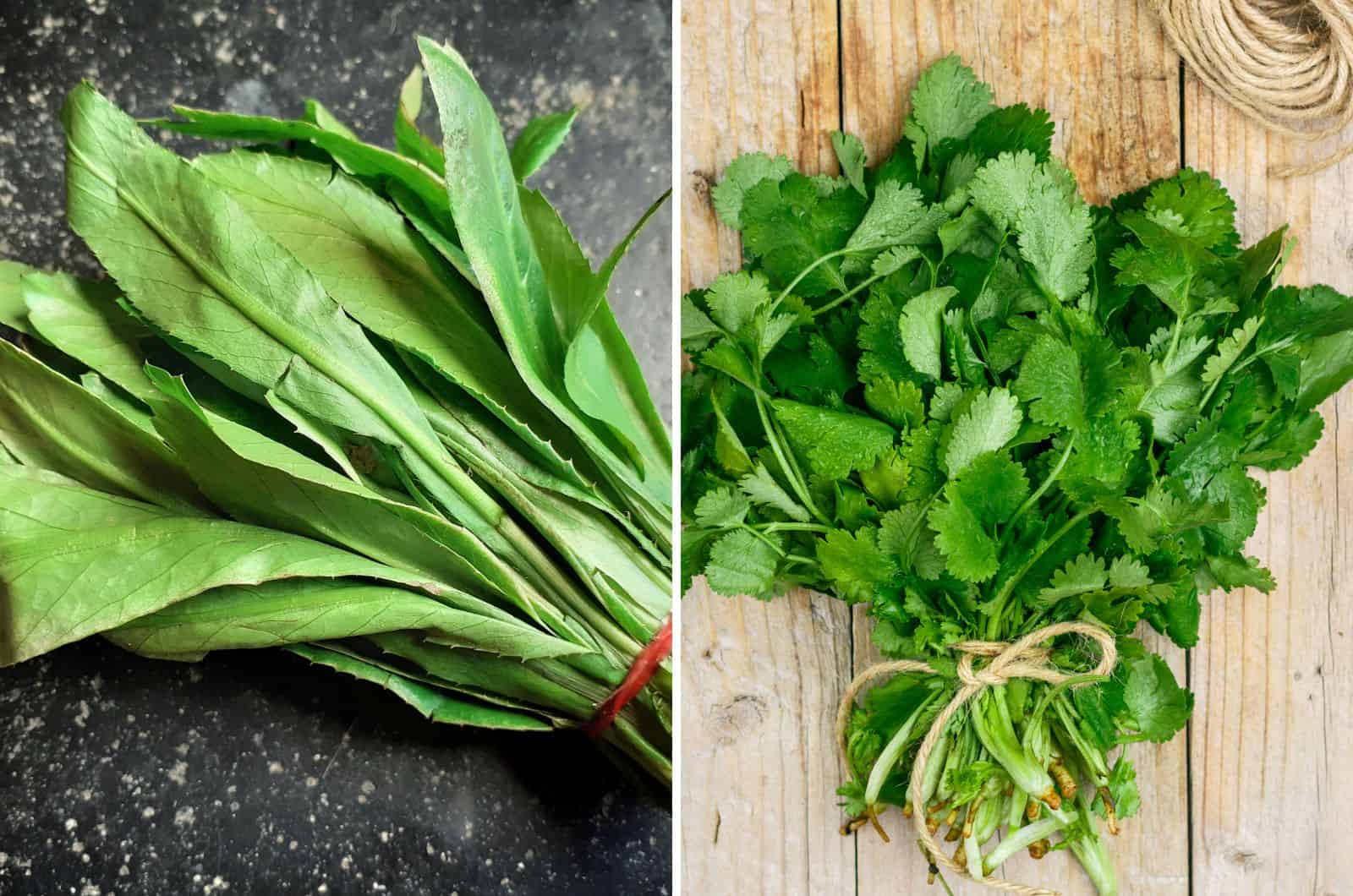 Culantro e cilantro