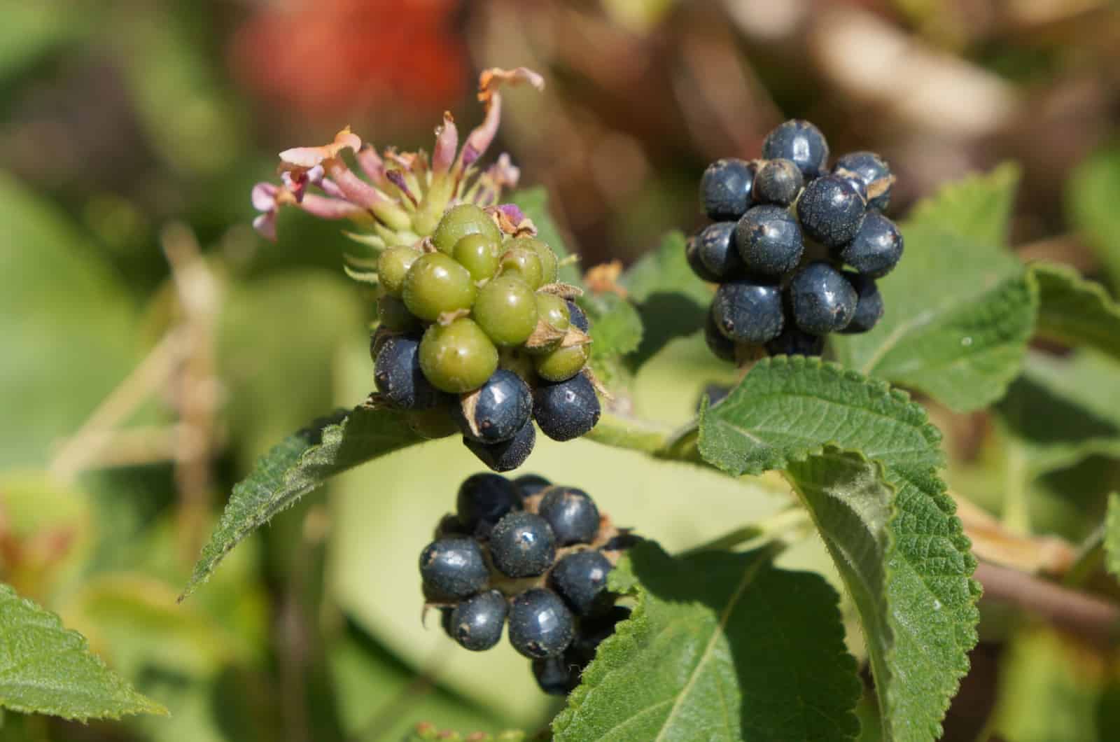 Bacca di Lantana Camara