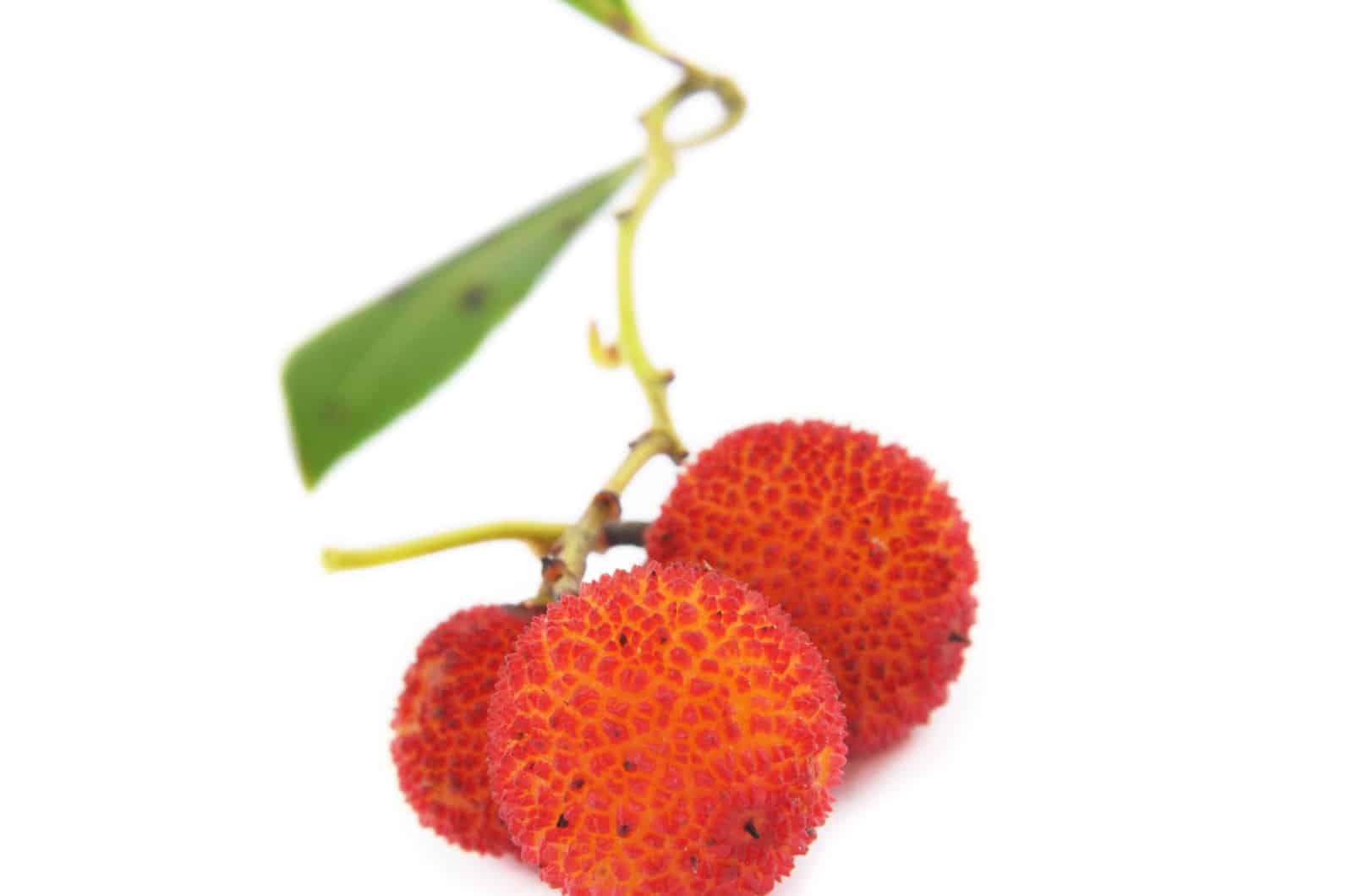 Madrono fruit