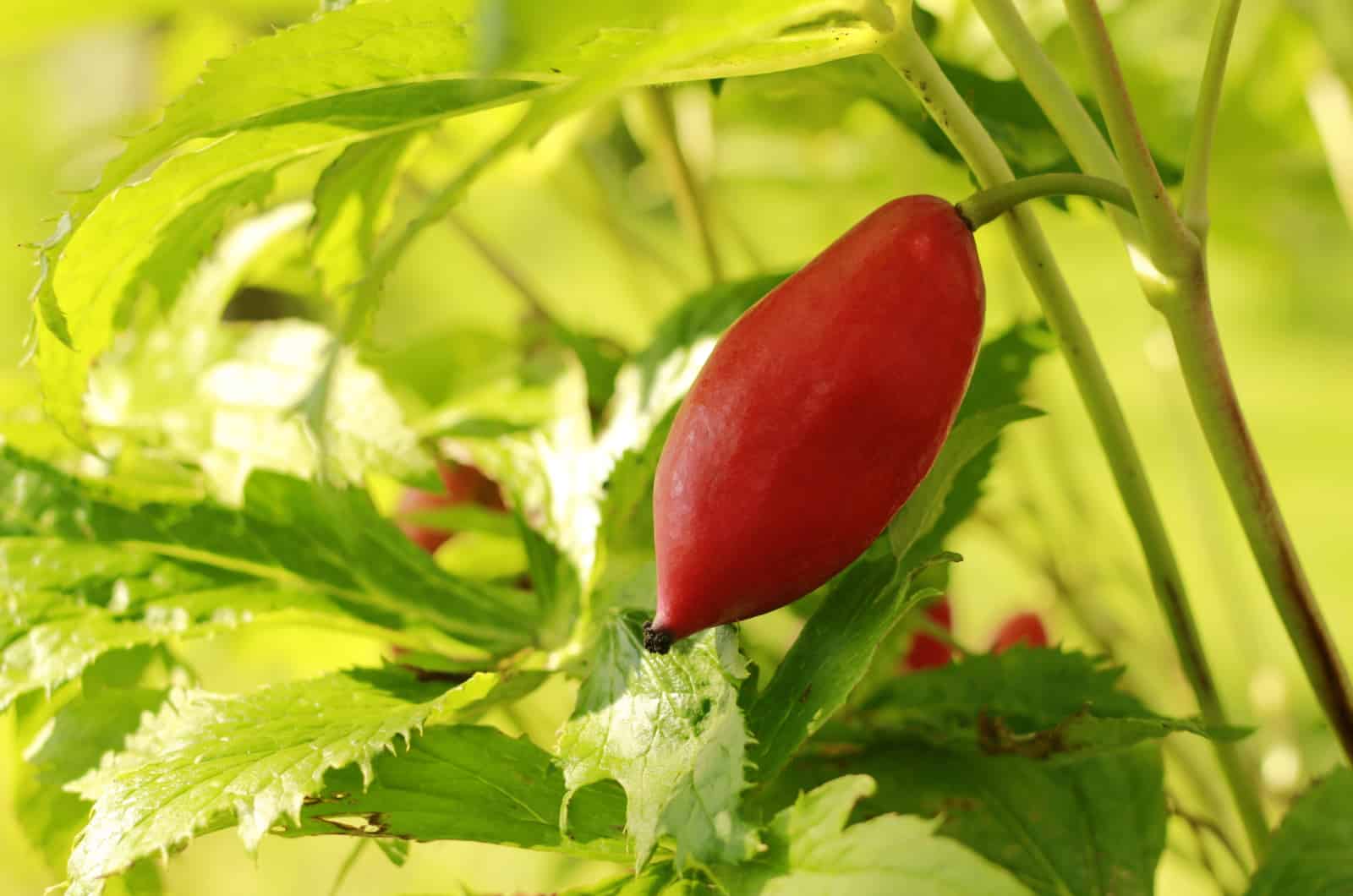 Mayapple fruit