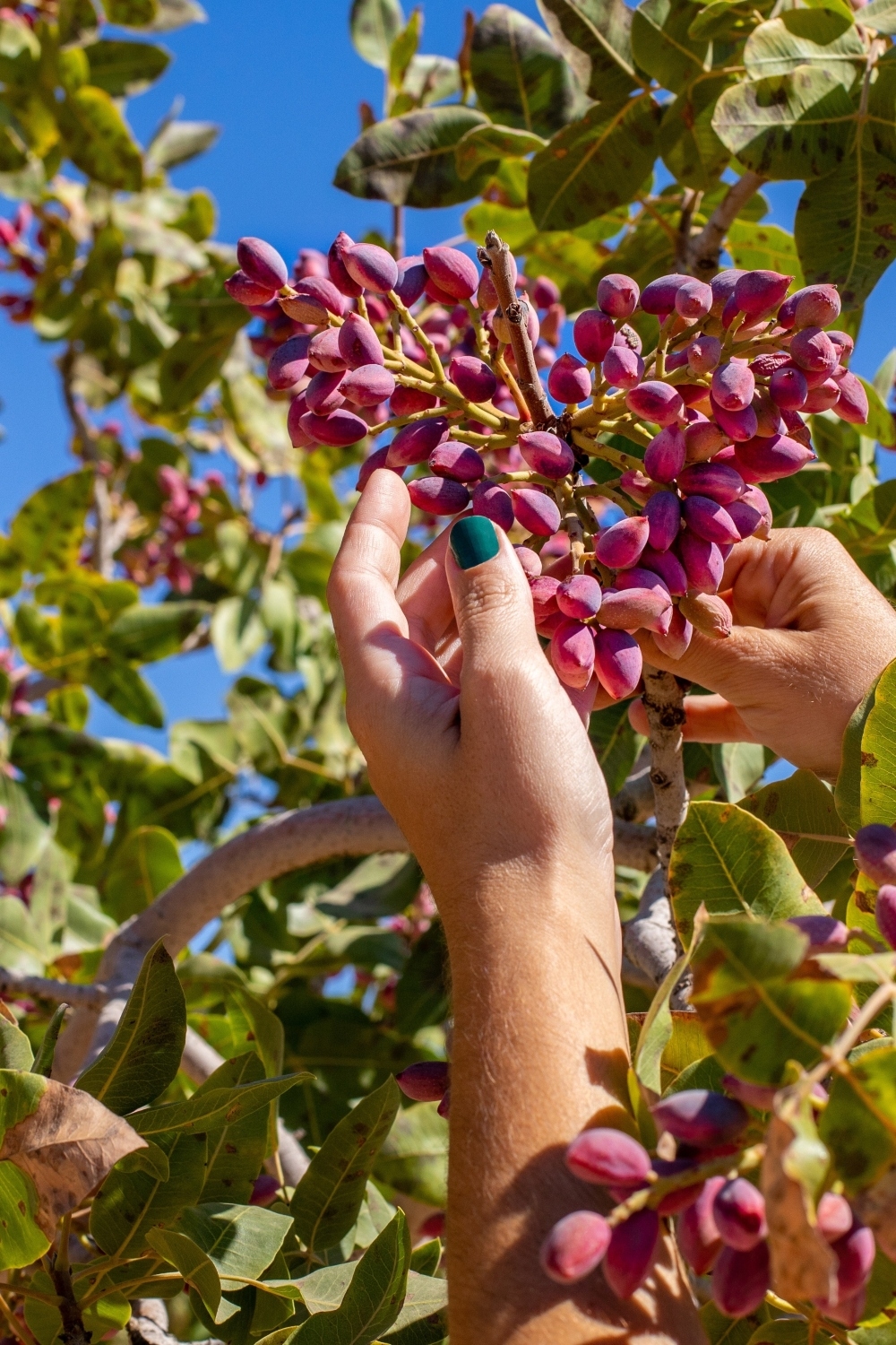 una mujer recoge pistachos