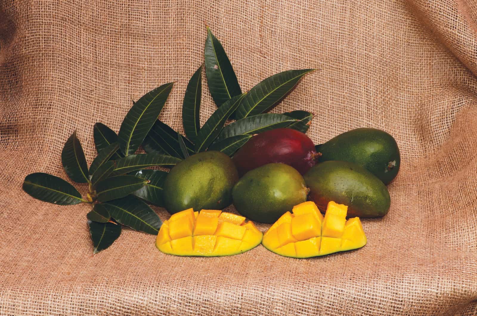 keitt mango