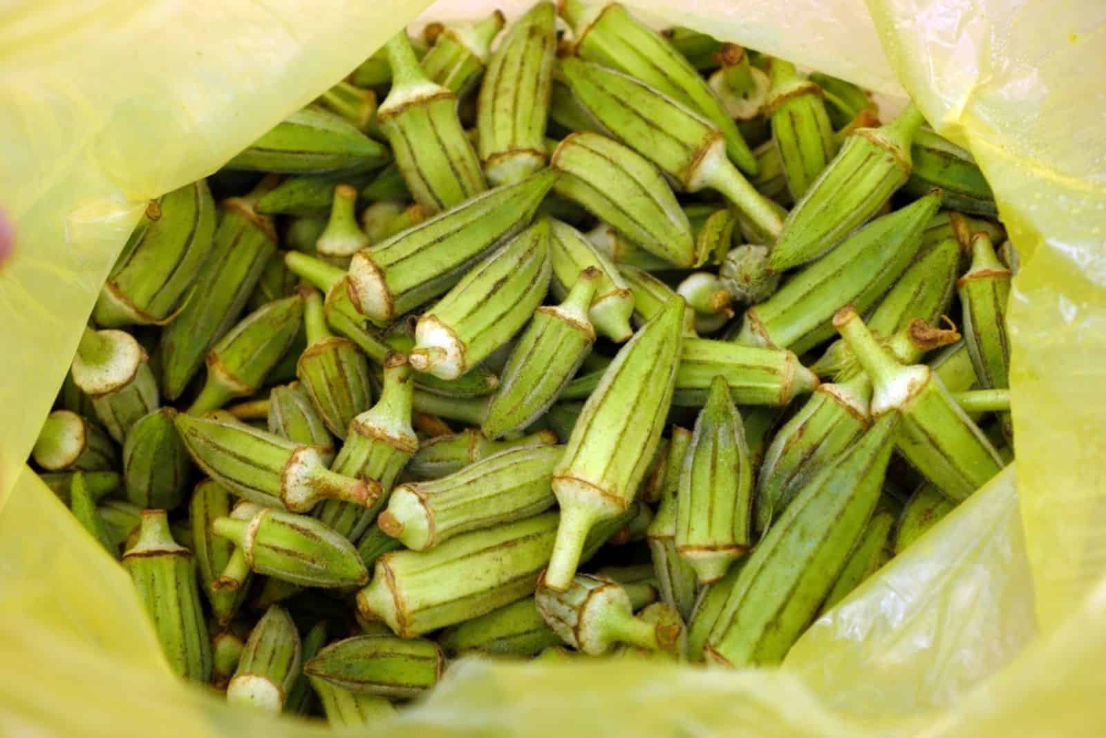  okra plant in a bag
