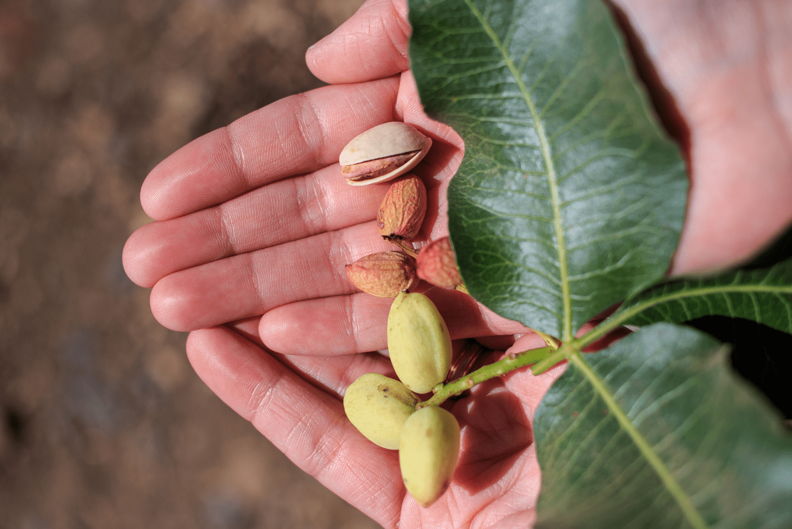 pistachio harvest