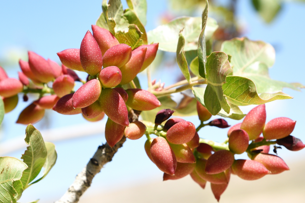 Here Are 12 Reasons Why Are Pistachios So Expensive