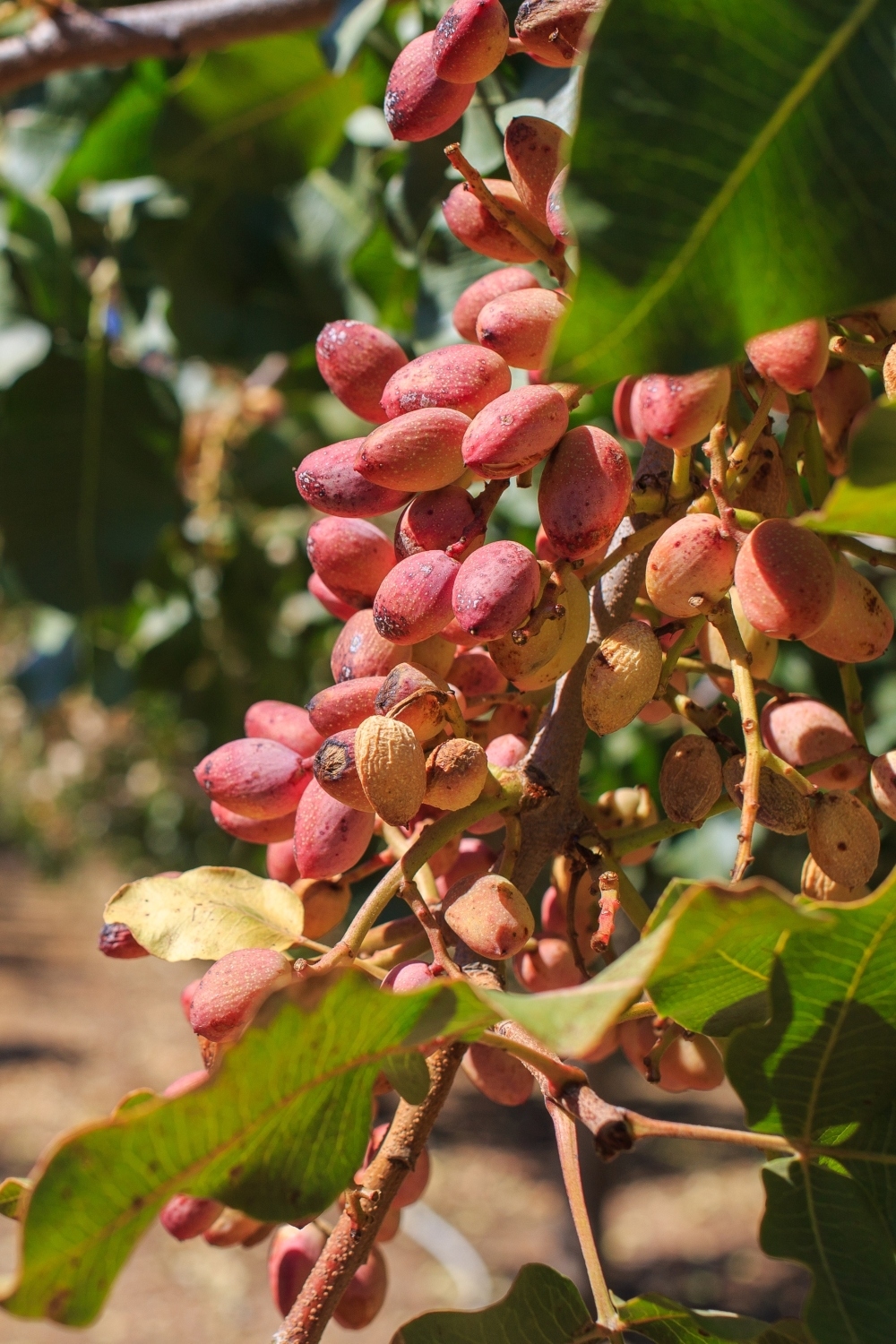 albero di pistacchio