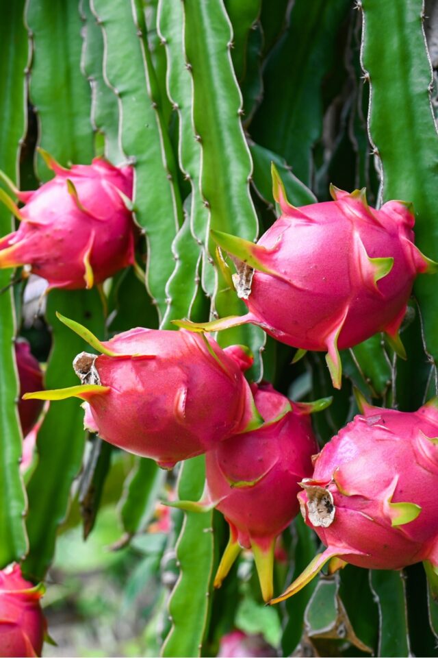 What Does Dragon Fruit Taste Like? (3 Recipes Included)