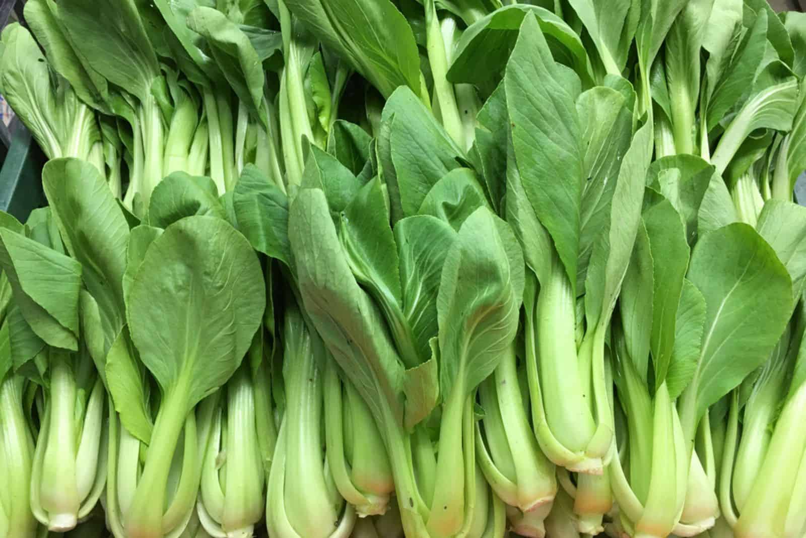 Assortment of whole and sliced raw baby bok choy