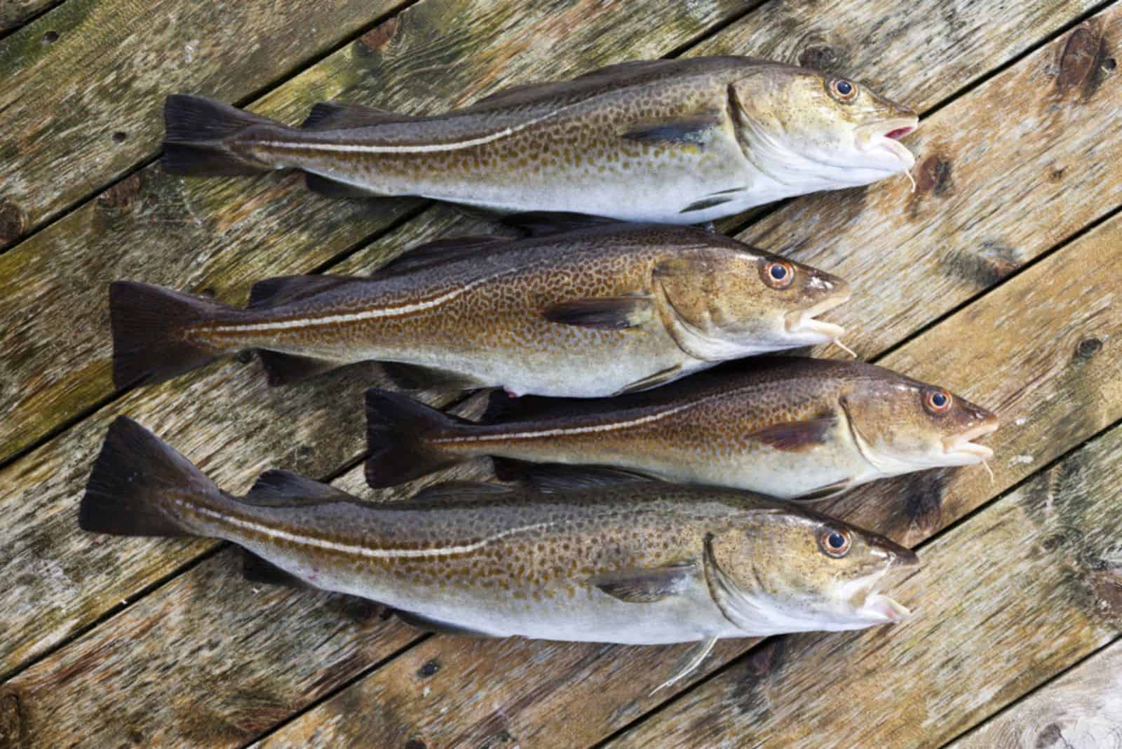 Closeup of four freshly caught atlantic cods on wooden planks
