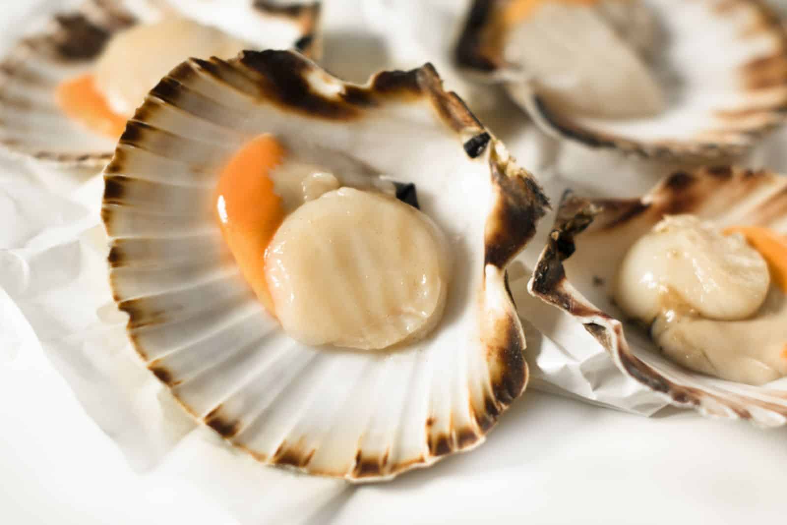 Fresh scallops on a white background