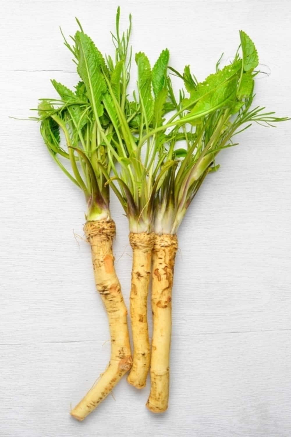 Horseradish