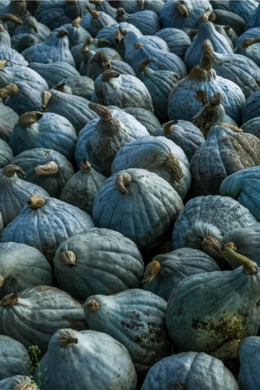 Hubbard squash