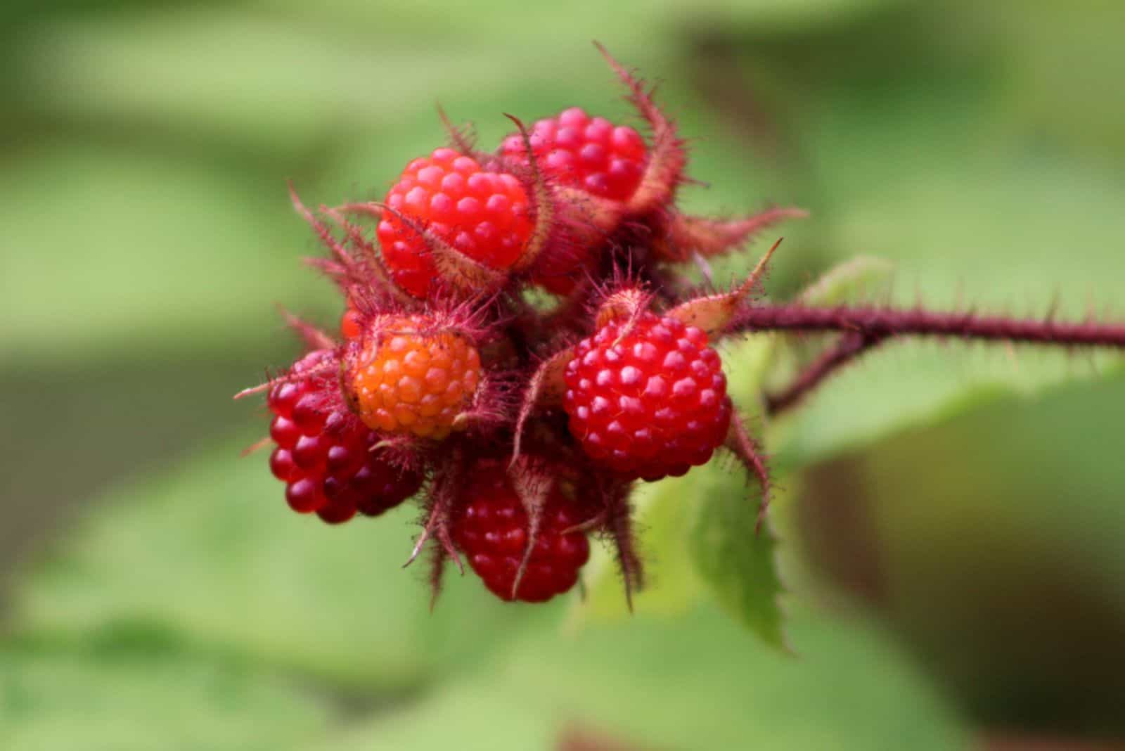 Japanese wineberry or Rubus phoenicolasius 
