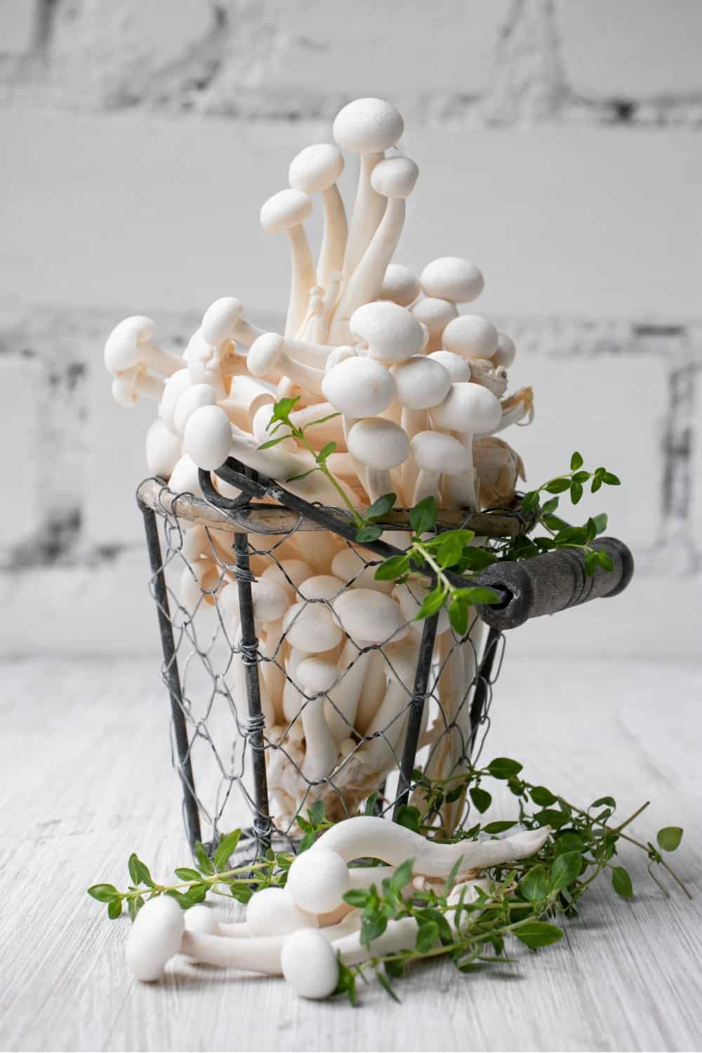 White beech mushroom