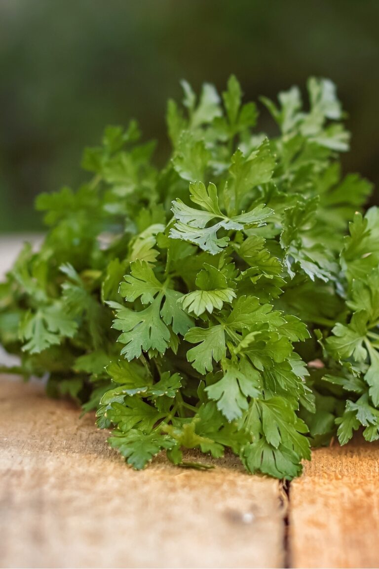 10 Curry Leaves Substitutes To Solve Your Leaf Shortage