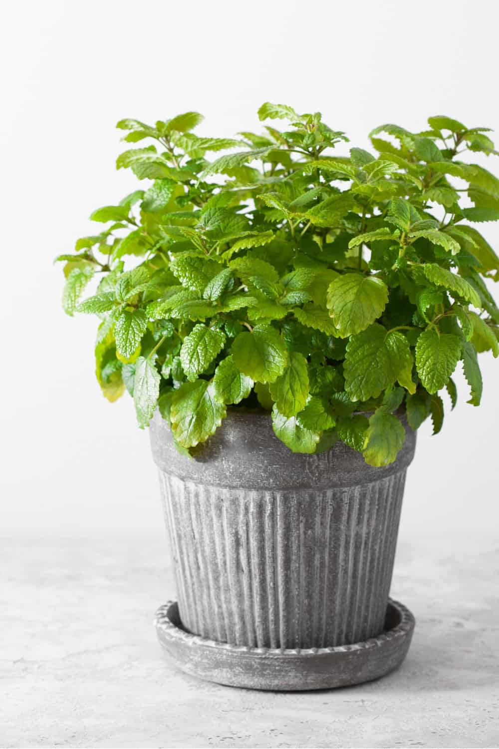 lemon balm herb in flower pot
