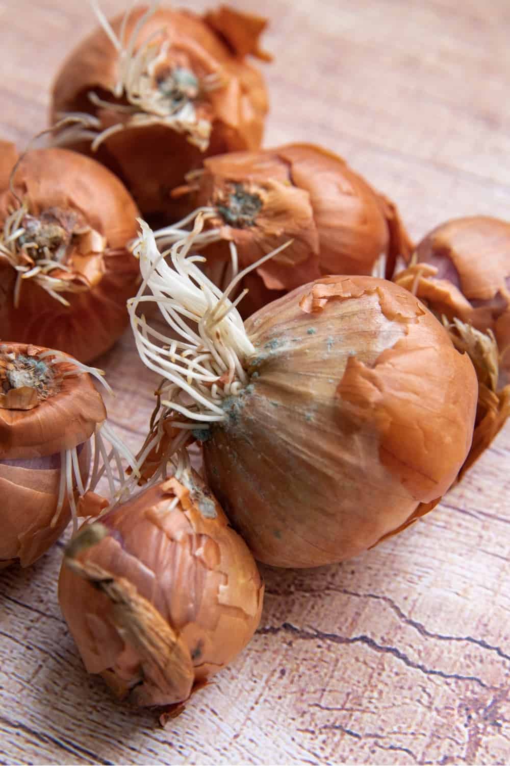 moldy onions with sprouts