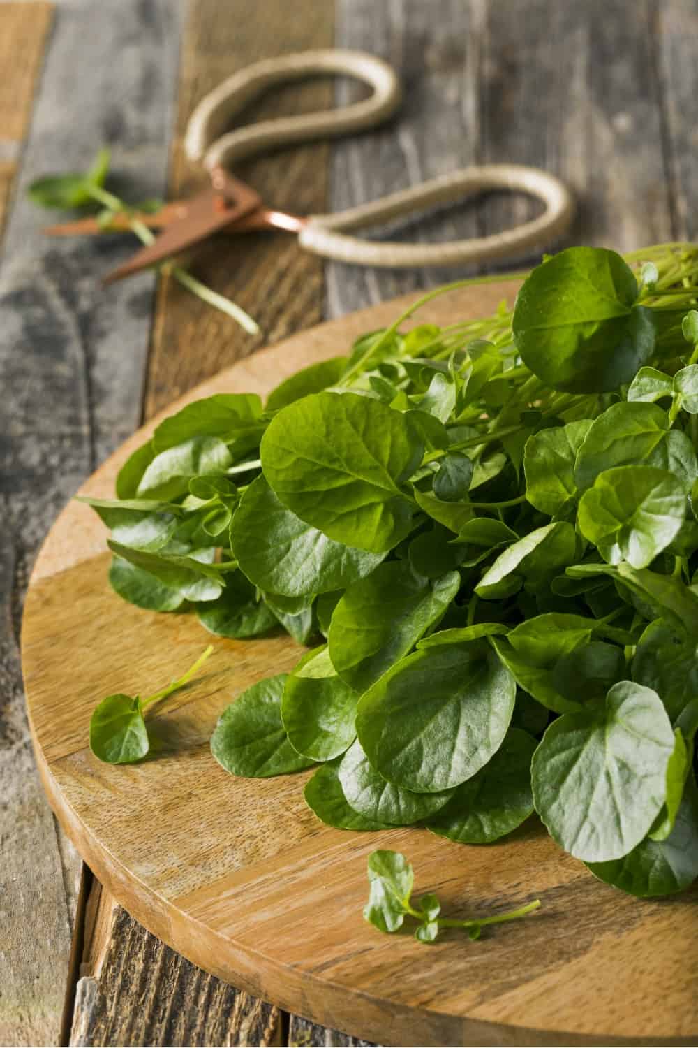 photo of Watercress