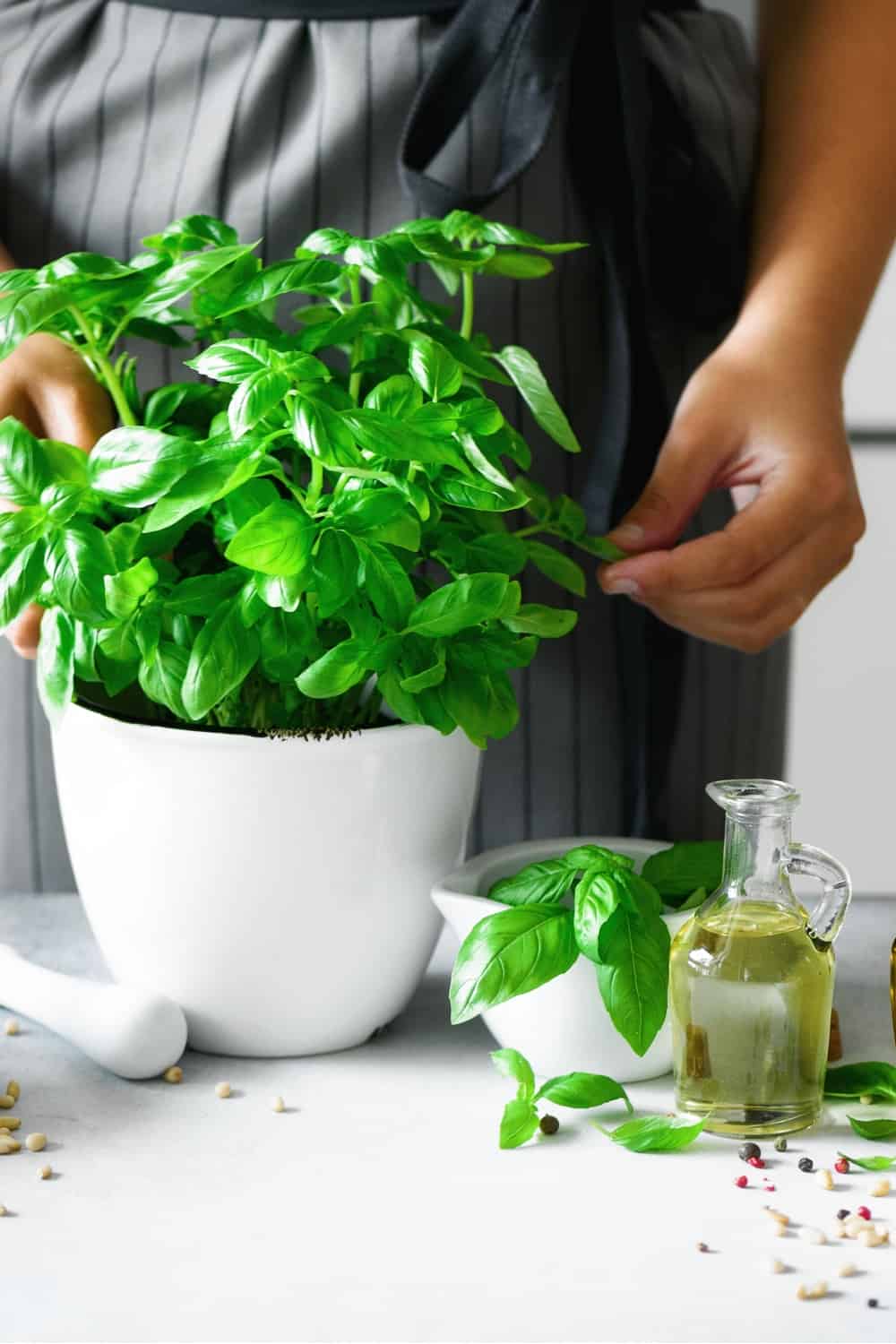 pot with fresh organic basil