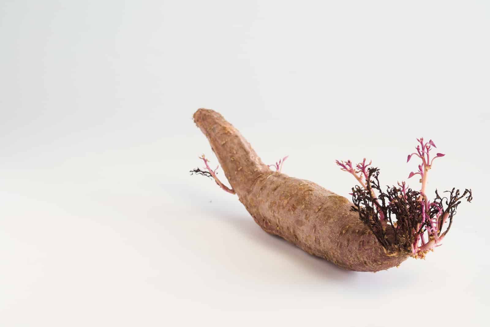 sweet potato with roots