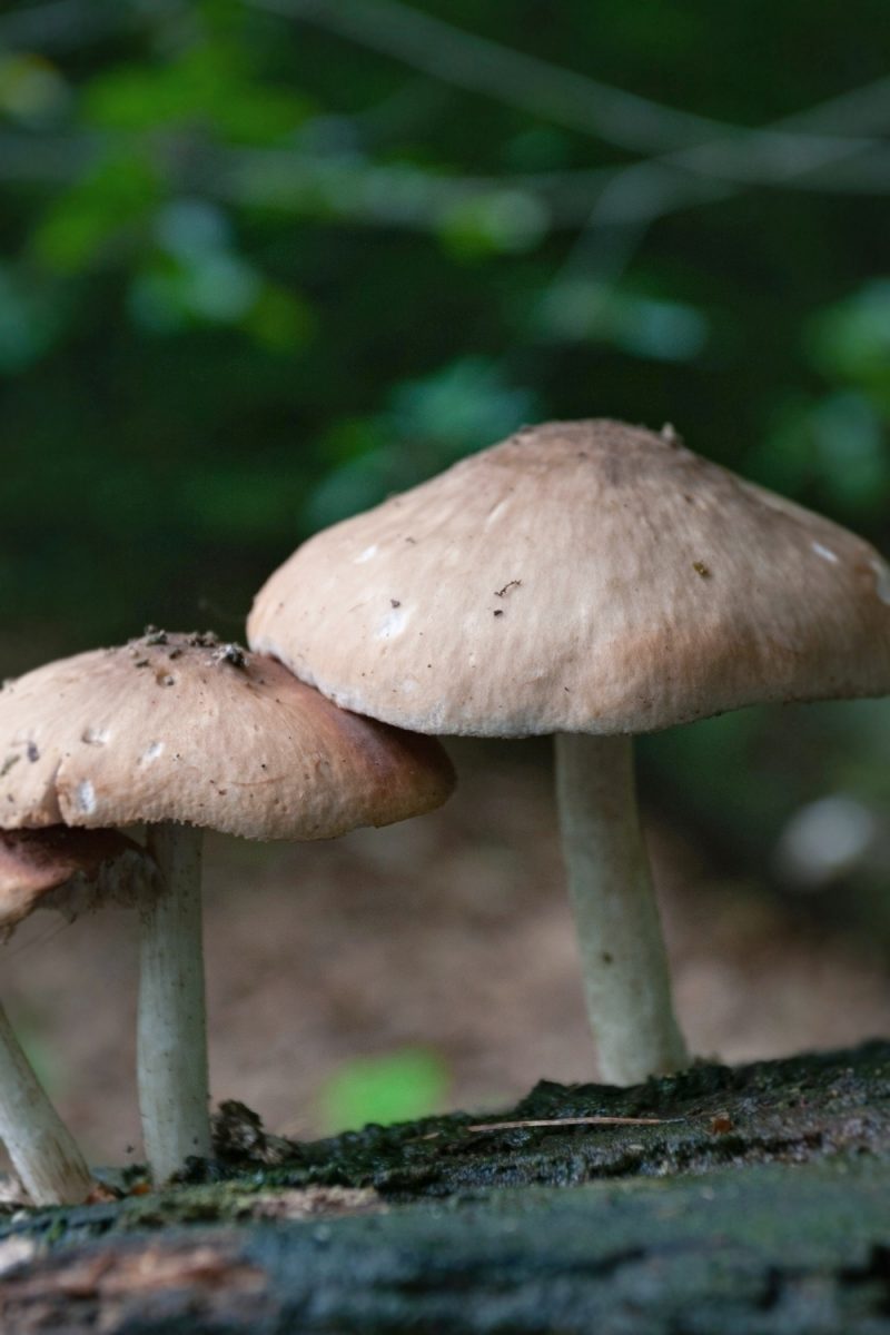 11 Edible Mushrooms In Michigan And 5 Inedible Options