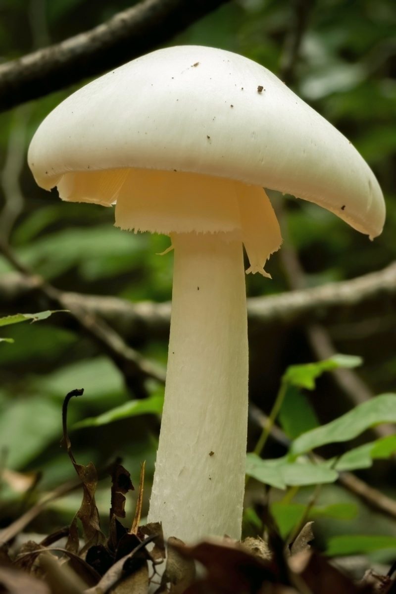 11 Edible Mushrooms In Michigan And 5 Inedible Options