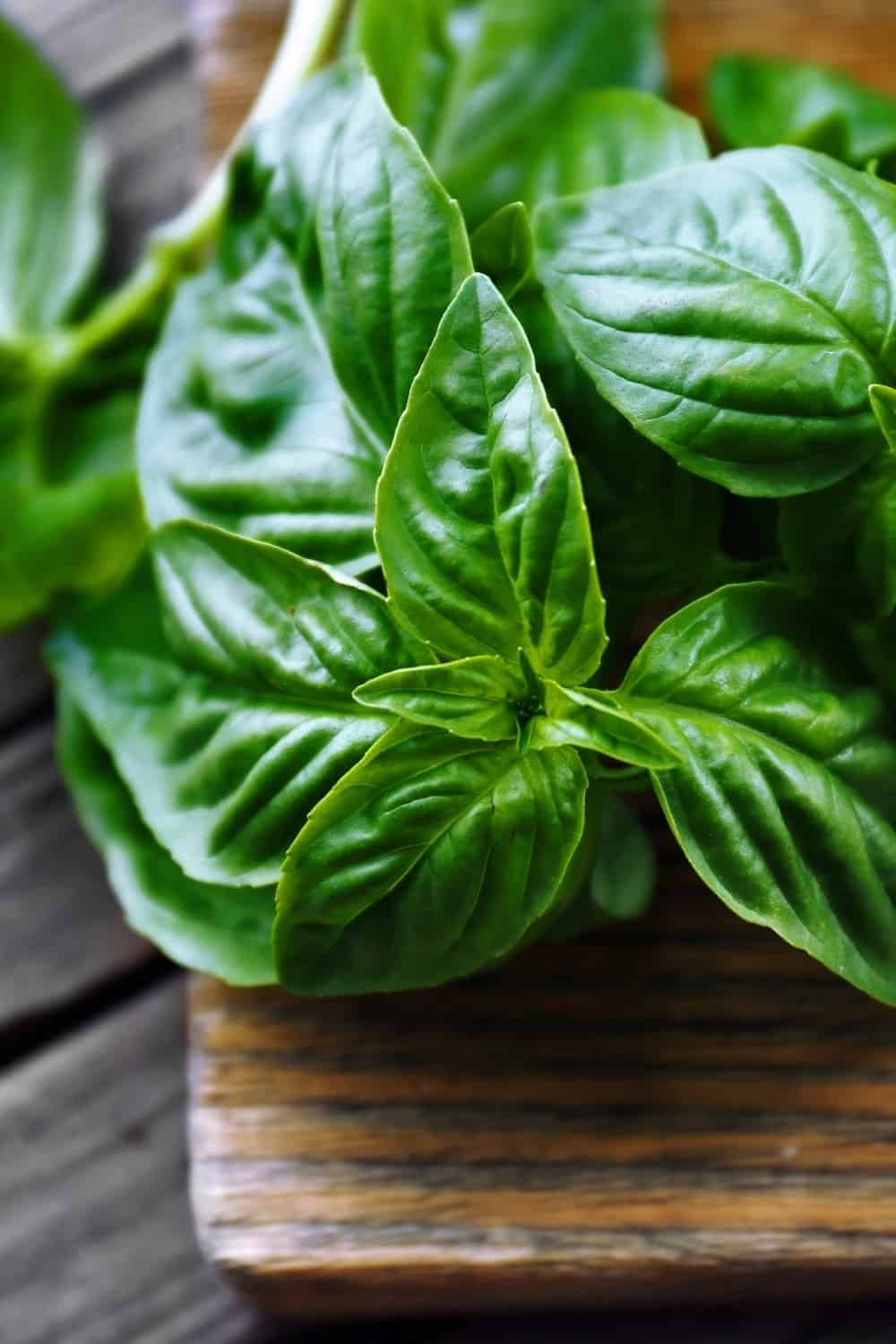 Fresh Basil