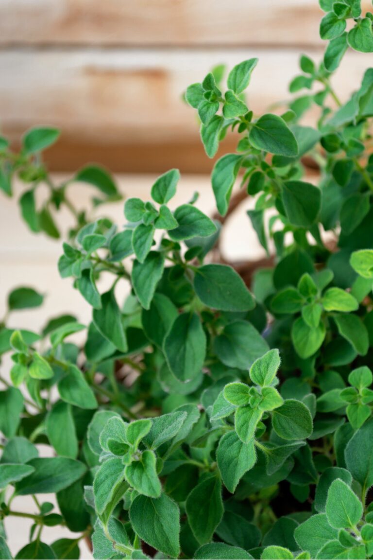 15 Summer And Winter Savory Substitutes Suited For Any Dish