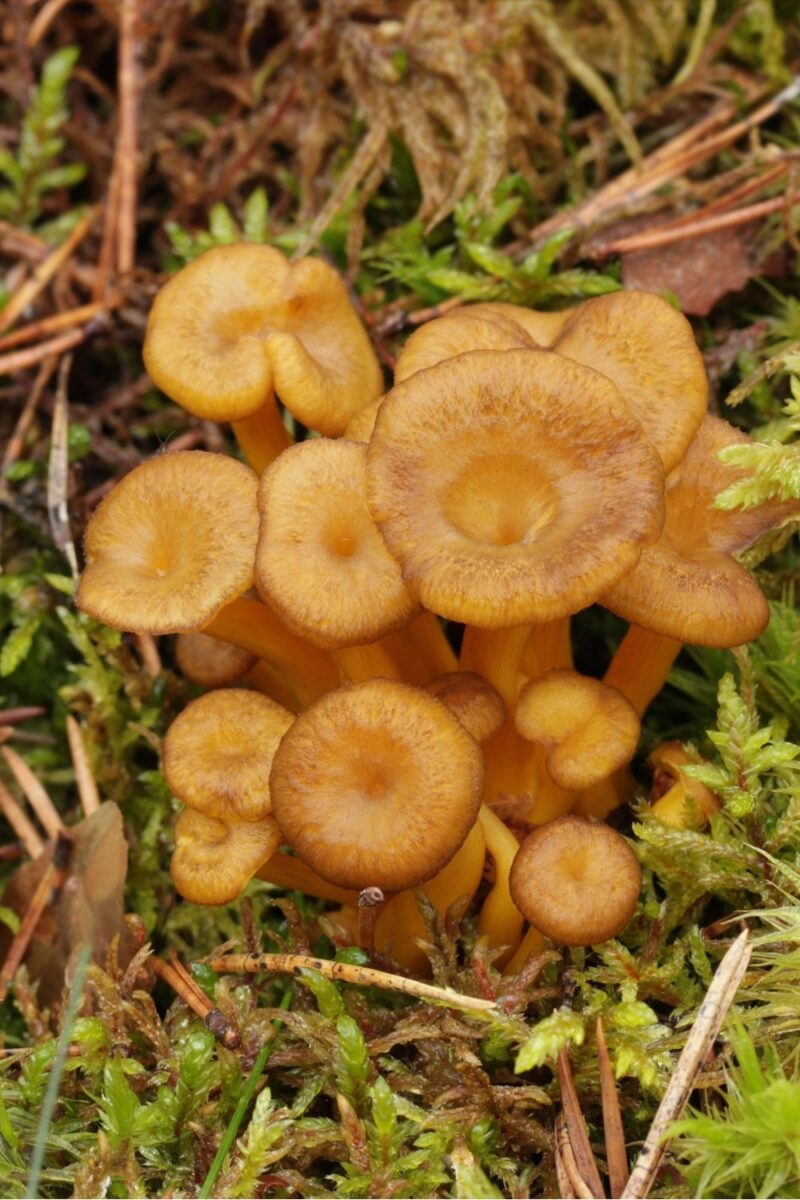 12 Edible Mushrooms In Michigan And 6 Toxic Ones To Consider