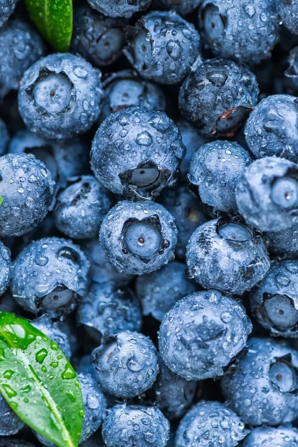 close shot of Blueberries