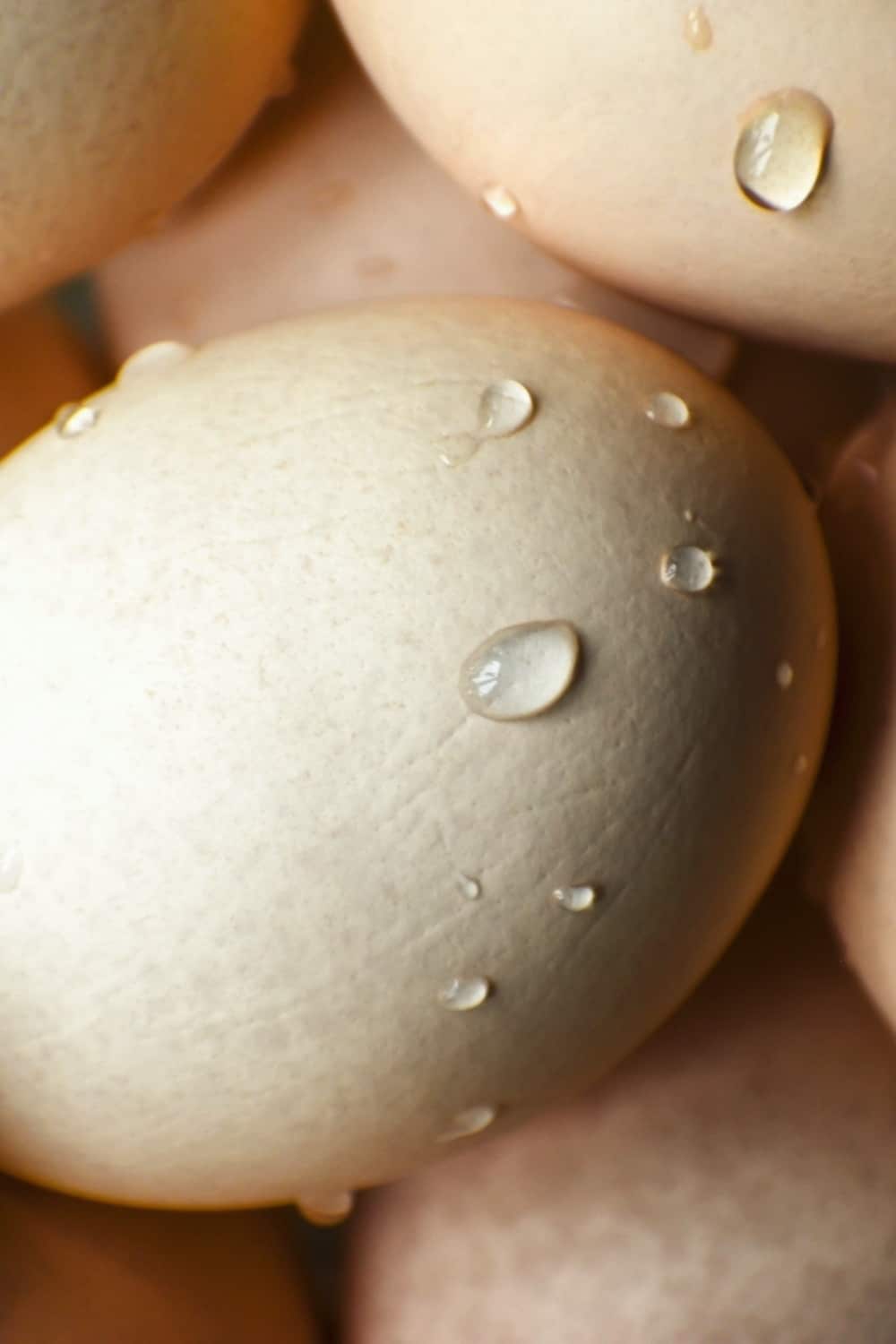 close shot of wet eggs